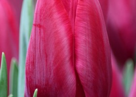 Tulipa First Life ® (4)